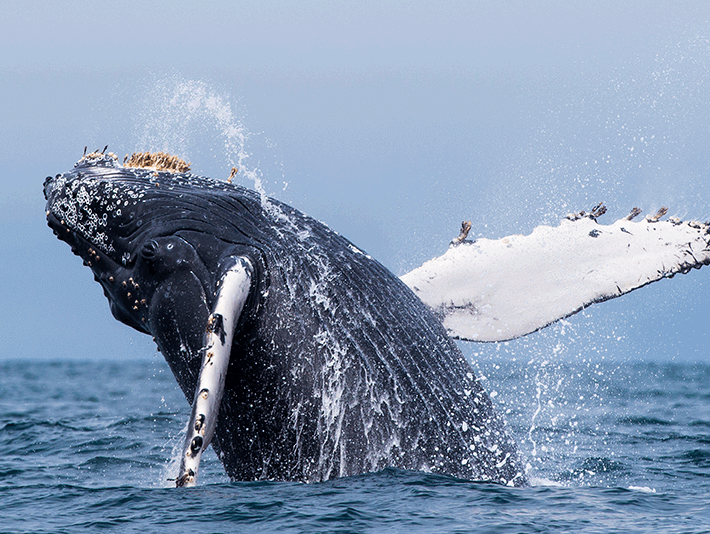 Sänna - Humpback BC