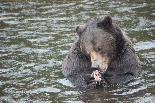 Sänna - Grizzly Bear 2