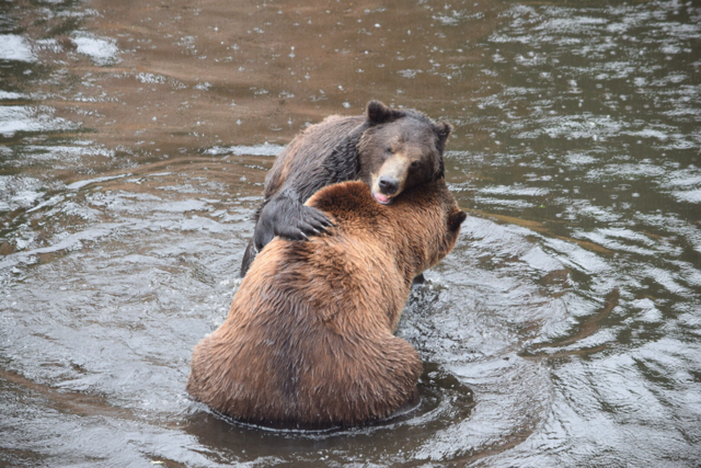 Sänna - Grizzly Bears 3