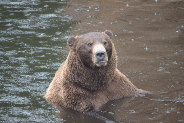 Sänna - Grizzly Bear