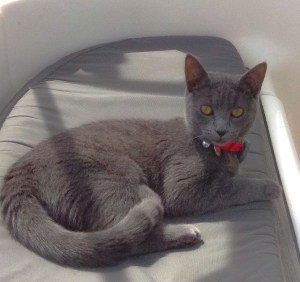 Nellie Sänna’s Cat