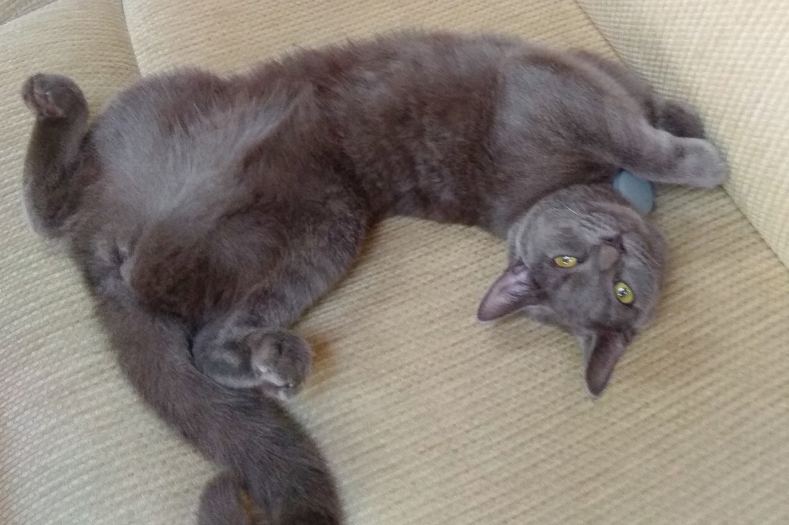 I Need a Good&nbsp;Lawyer…