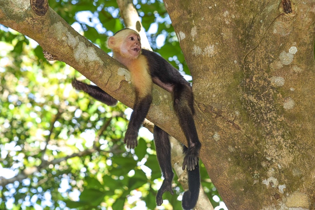 Sänna - capuchin Curu Wildlife Reserve